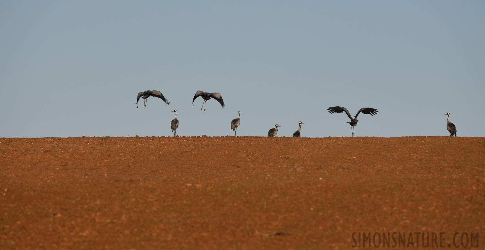 Grus grus [400 mm, 1/6400 sec at f / 8.0, ISO 1000]